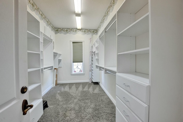 spacious closet with carpet flooring