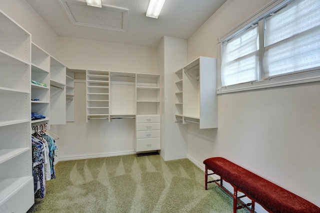 walk in closet with light carpet and attic access