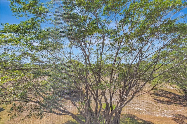 view of local wilderness