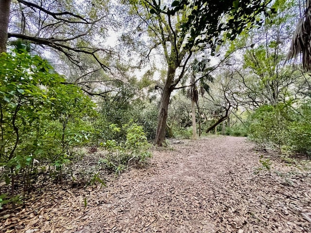 view of local wilderness