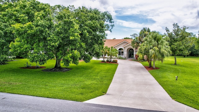 view of property hidden behind natural elements featuring concrete driveway, a tile roof, a front lawn, and stucco siding