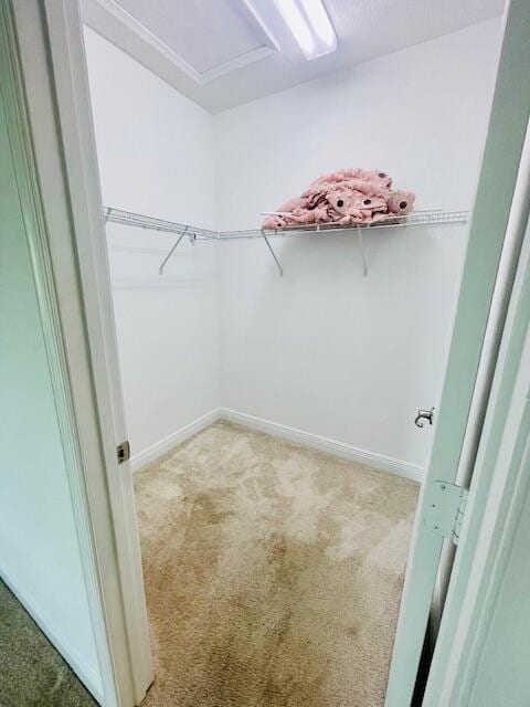 spacious closet featuring carpet flooring