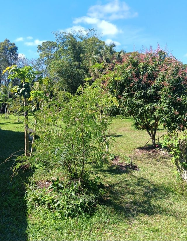 view of local wilderness