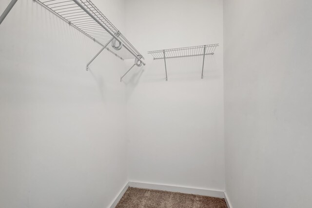 spacious closet featuring carpet