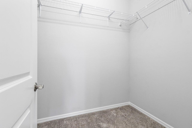 spacious closet featuring carpet floors