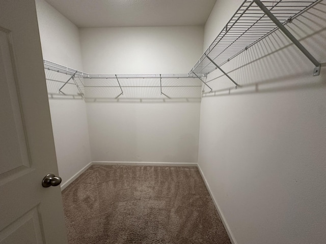 spacious closet featuring carpet