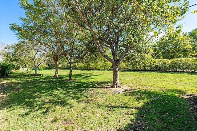 view of yard