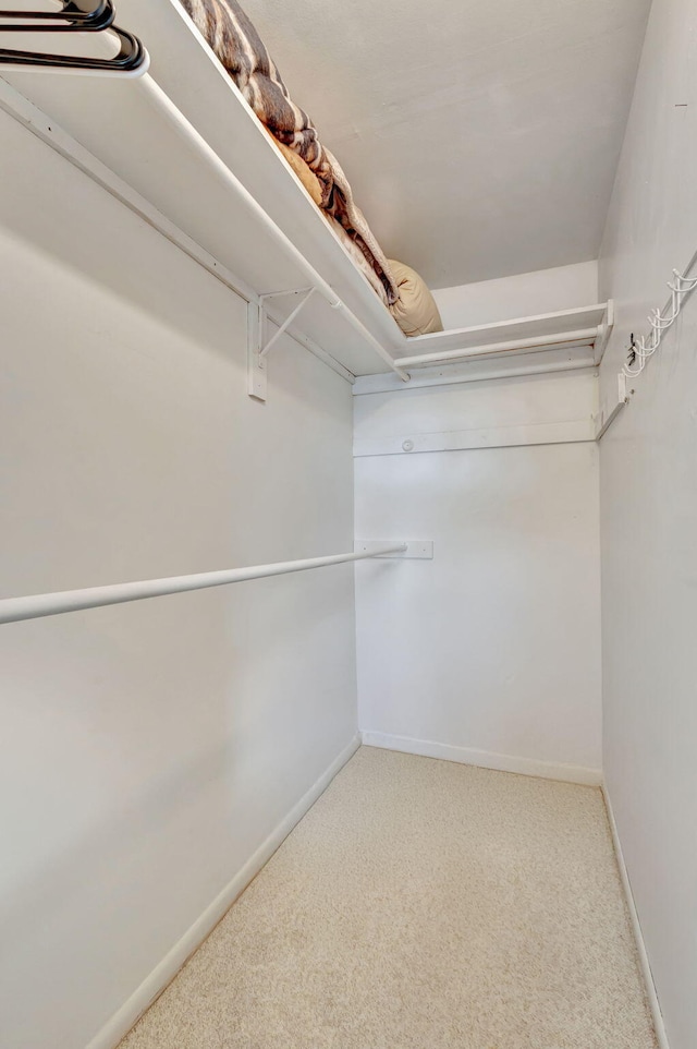 walk in closet featuring carpet flooring