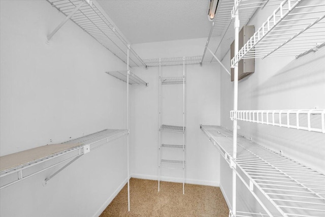 spacious closet with carpet floors