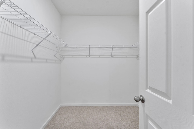 walk in closet with carpet flooring