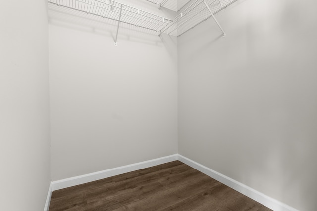 spacious closet featuring dark wood finished floors