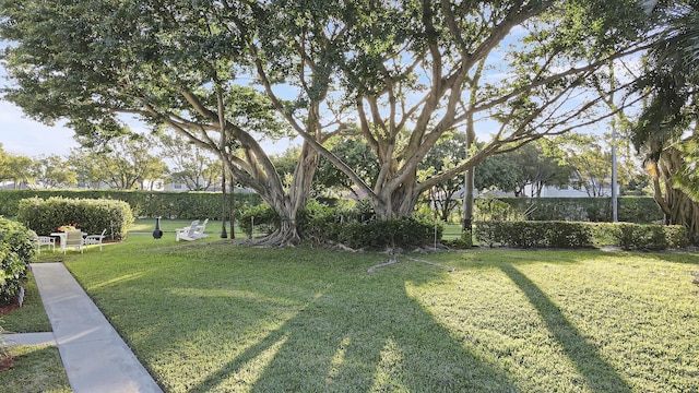 view of yard