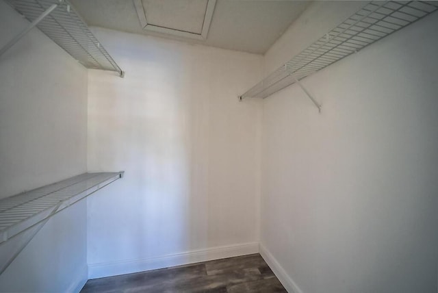 spacious closet featuring dark wood-style flooring