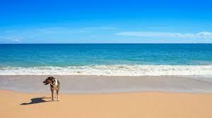 213 Ocean Dunes Cir, Jupiter, FL 33477 - water view featuring a beach view