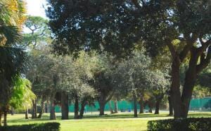 view of property's community with a lawn