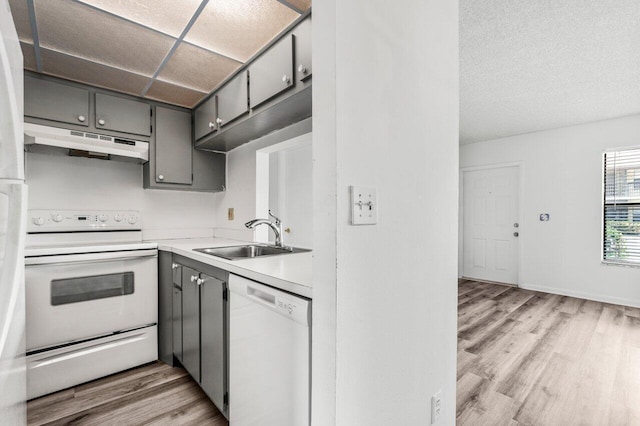 kitchen featuring white appliances, under cabinet range hood, gray cabinetry, a sink, and light wood finished floors