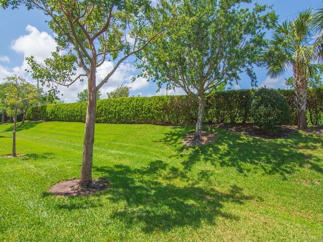 view of grassy yard