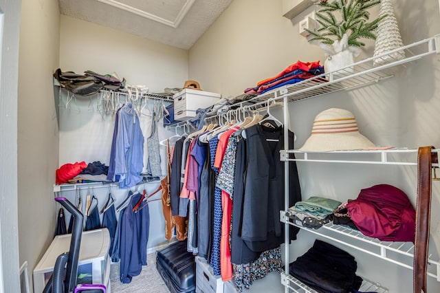 walk in closet with attic access and carpet flooring