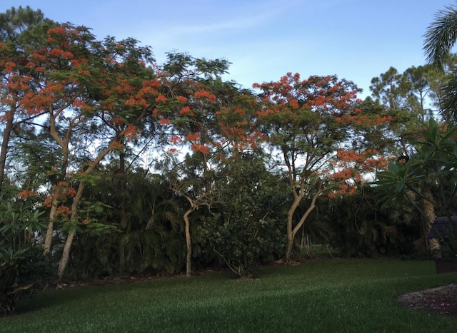 17768 Temple Blvd, Loxahatchee, FL 33470 - view of green lawn