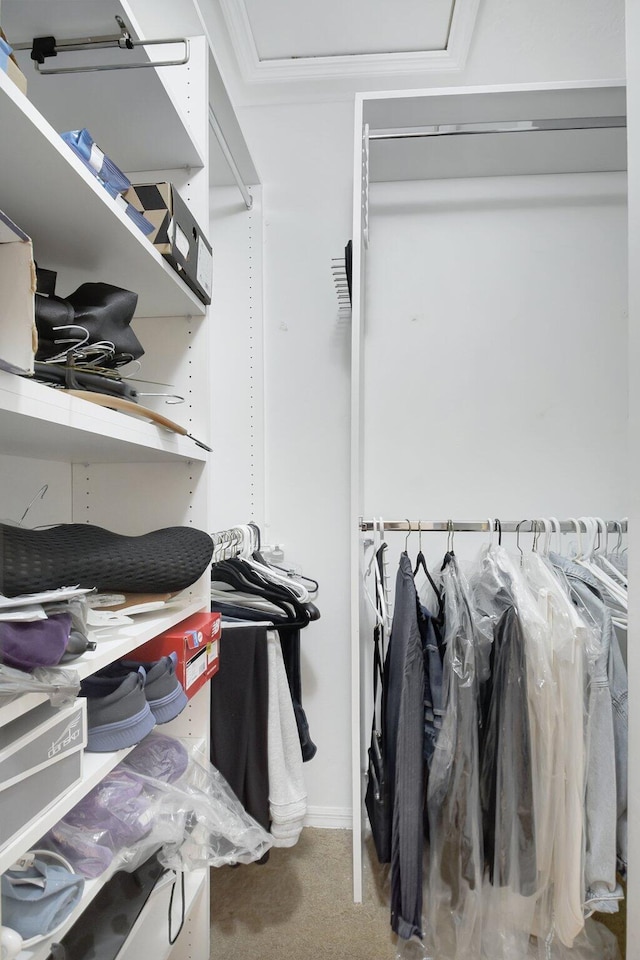 walk in closet featuring carpet