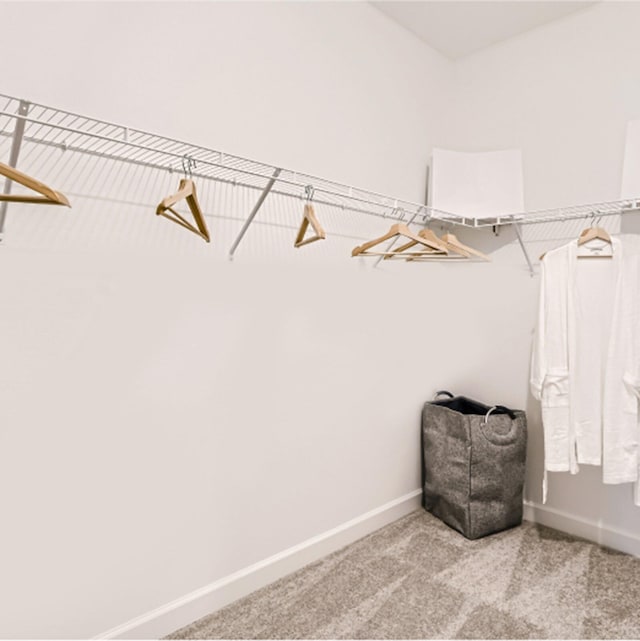 walk in closet with carpet flooring