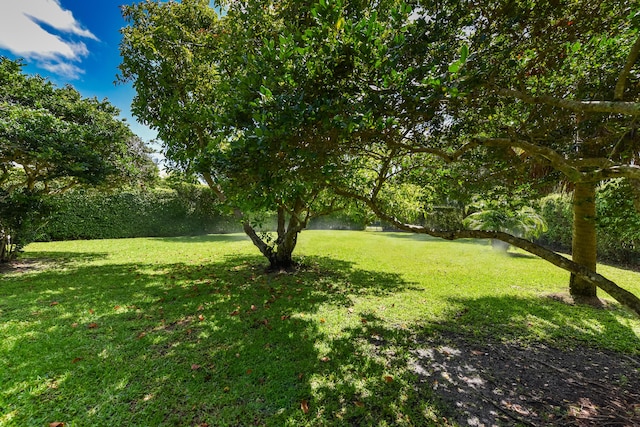 4841 Glenn Pine Ln, Boynton Beach, FL 33436 - view of green lawn