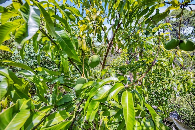 view of nature