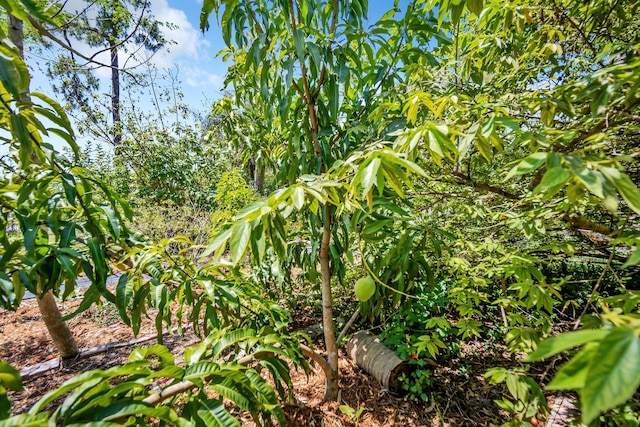 view of nature