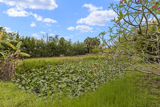 6342 120th Ave N, The Acreage, FL 33412 - view of local wilderness
