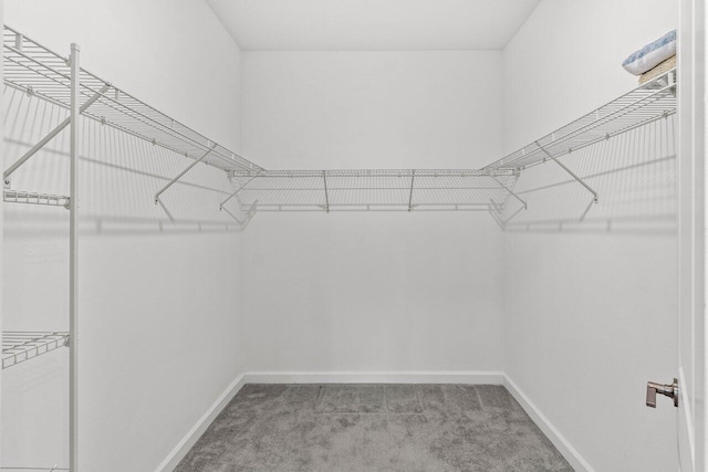 19659 Rugged Trunk Trl, Loxahatchee, FL 33470 - walk in closet with carpet flooring