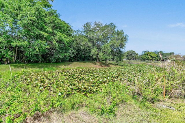 11151 88th Rd N, Palm Beach Gardens, FL 33412 - view of yard