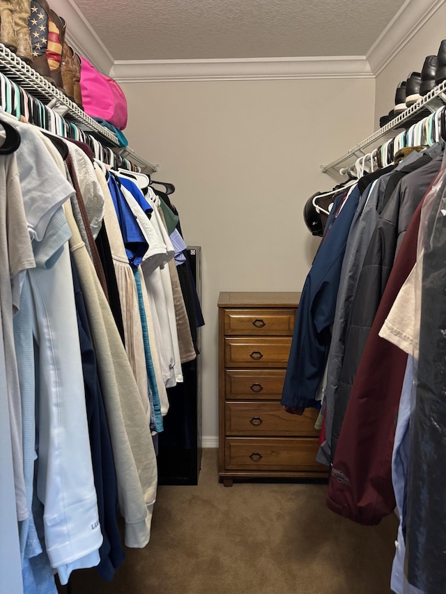 walk in closet featuring carpet flooring