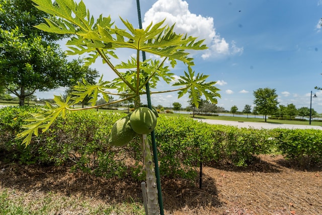 19404 Broad Shore Walk, Loxahatchee, FL 33470 - view of yard