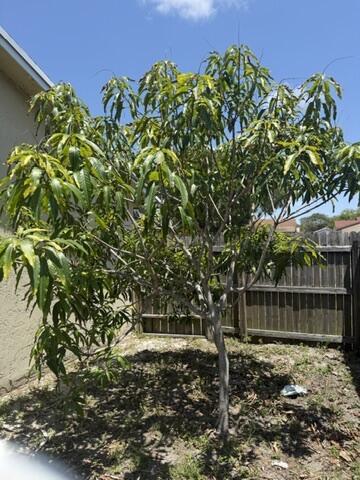 312 NW 18th Ct, Pompano Beach, FL 33060 - view of yard