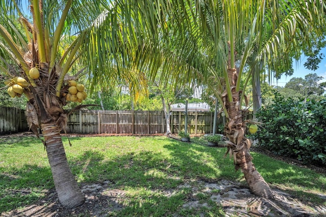 1005 SW 15th Ter, Fort Lauderdale, FL 33312 - view of yard