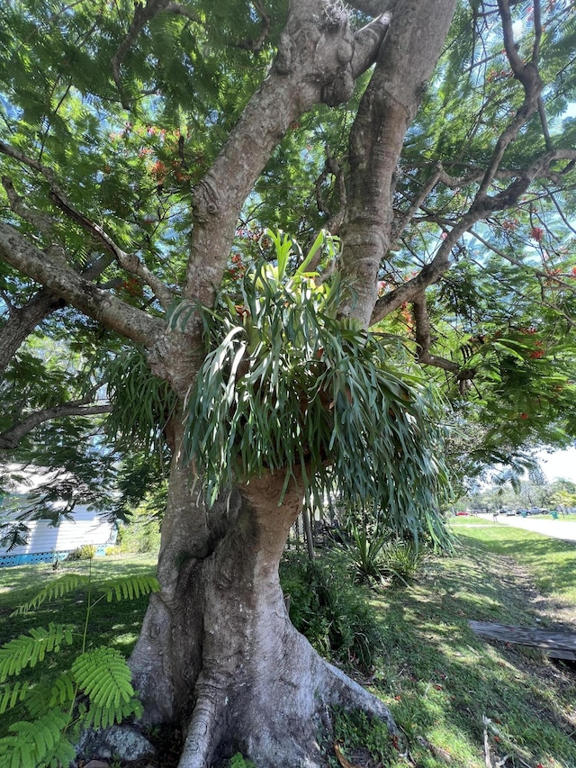 2302 Cortez Blvd, Fort Pierce, FL 34982 - view of local wilderness