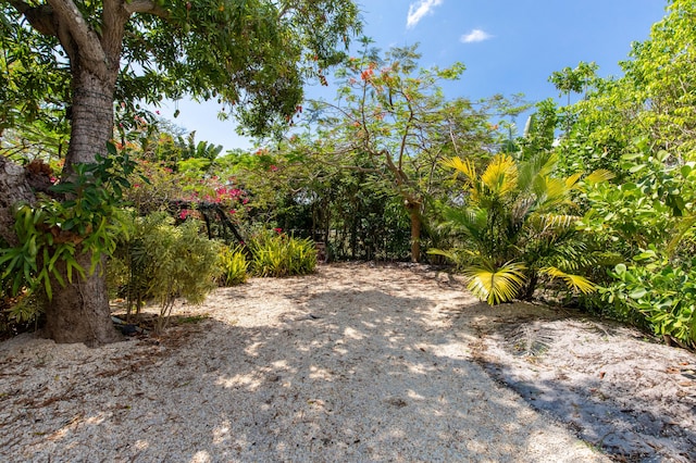1016 N E St, Lake Worth Beach, FL 33460 - view of yard
