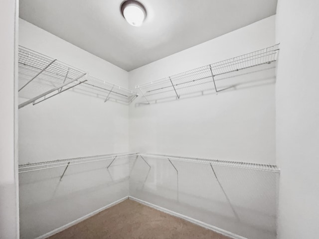 2081 SW Burlington St, Port Saint Lucie, FL 34984 - walk in closet featuring carpet flooring