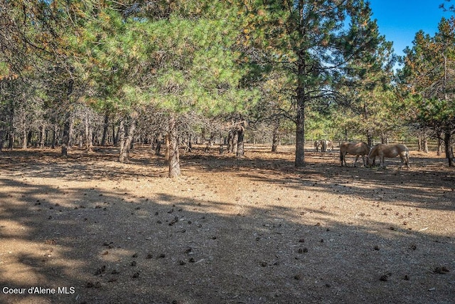 view of local wilderness