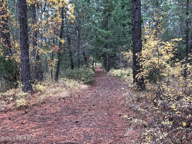 view of local wilderness