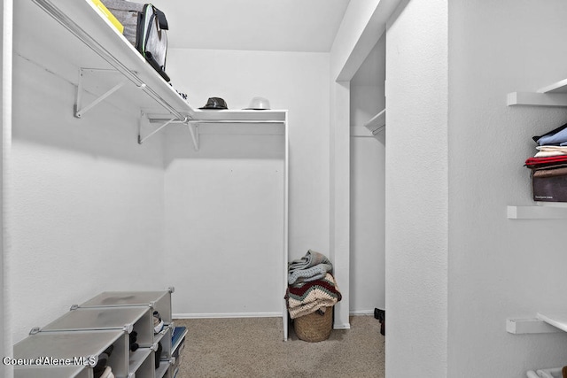 spacious closet featuring carpet flooring