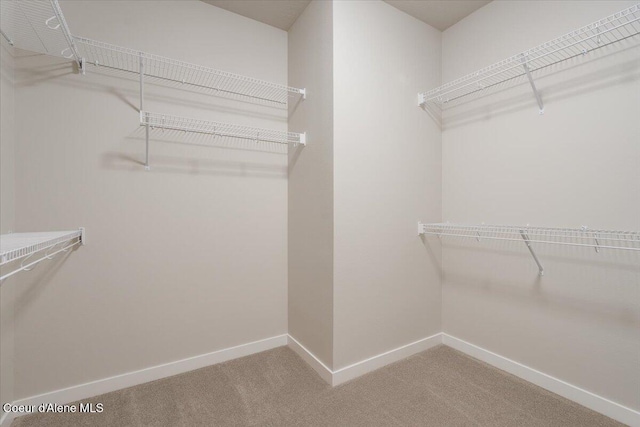 spacious closet featuring carpet floors