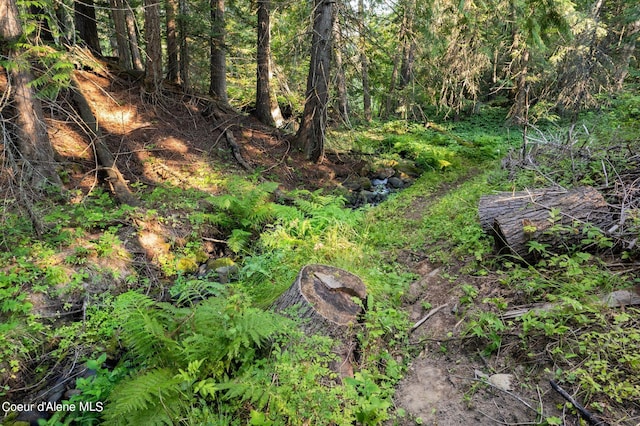 view of local wilderness