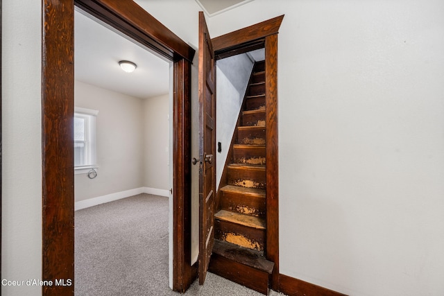 stairs featuring carpet flooring