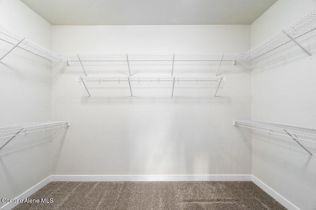 spacious closet featuring carpet floors