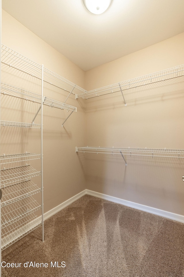 walk in closet featuring carpet flooring