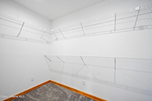 spacious closet featuring carpet flooring