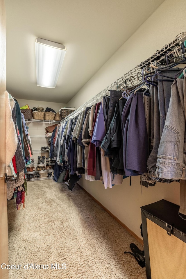 spacious closet featuring carpet flooring