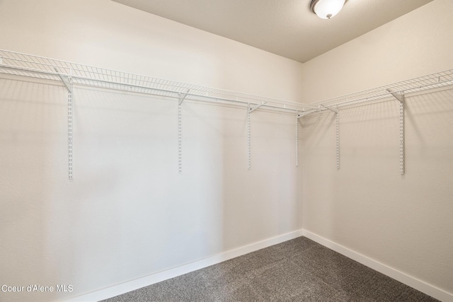 walk in closet with carpet flooring