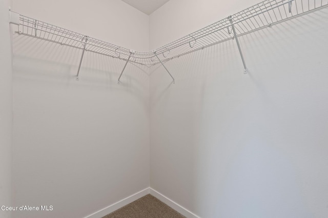 spacious closet featuring carpet flooring